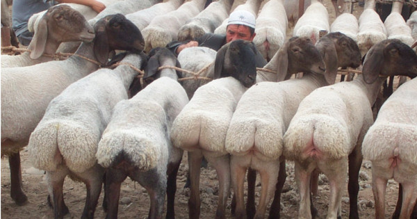 sheep-ISIS